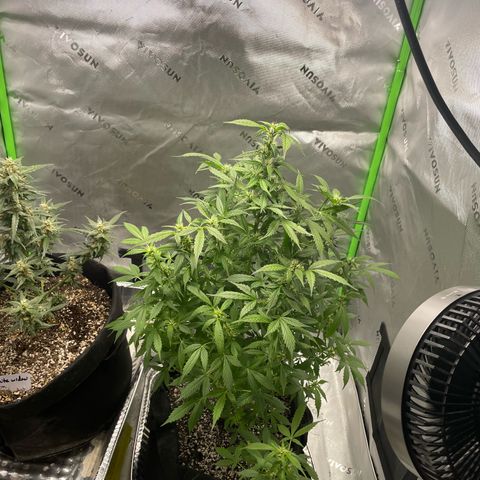 Cookies growlog photo: Trichcome pic white widow. Royal cookies has jumped beautifully 