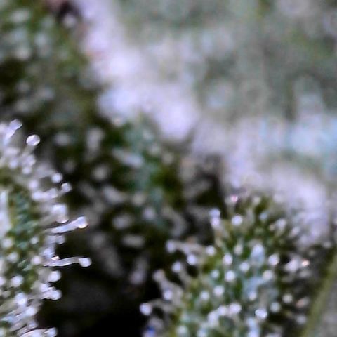 Cookies growlog photo: Trichcome pic white widow. Royal cookies has jumped beautifully 