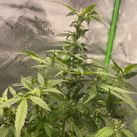 Cookies growlog photo: Trichcome pic white widow. Royal cookies has jumped beautifully 