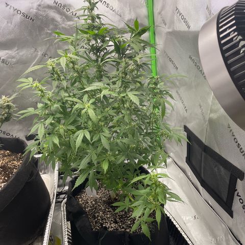 Cookies growlog photo: Trichcome pic white widow. Royal cookies has jumped beautifully 