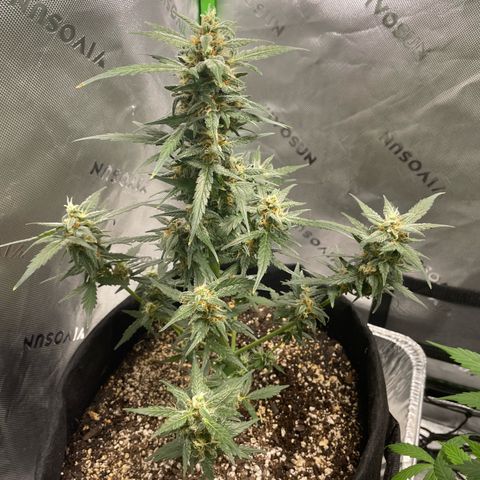 Cookies growlog photo: Trichcome pic white widow. Royal cookies has jumped beautifully 
