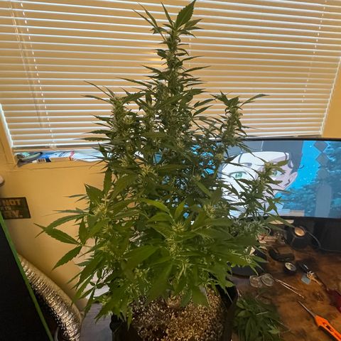 Cookies growlog timeline photo