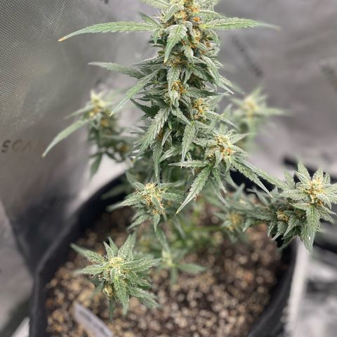 Cookies growlog timeline photo