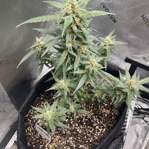 Cookies growlog timeline photo