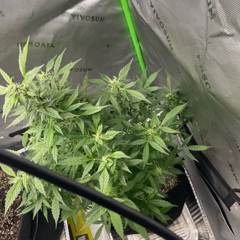 Cookies growlog timeline photo