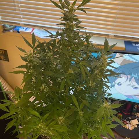 Cookies growlog timeline photo