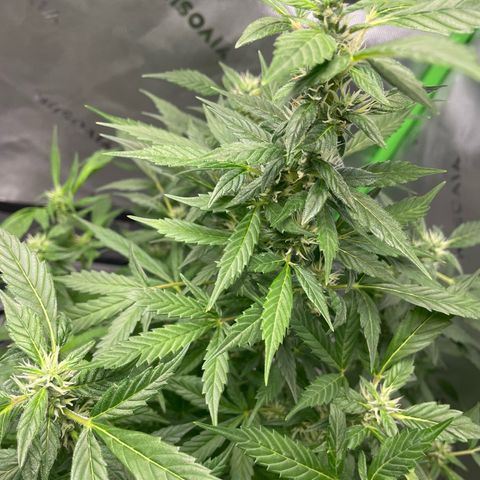 Cookies growlog timeline photo