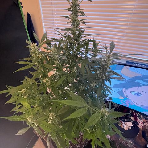 Cookies growlog timeline photo