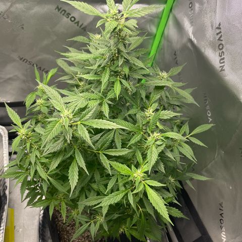Cookies growlog timeline photo