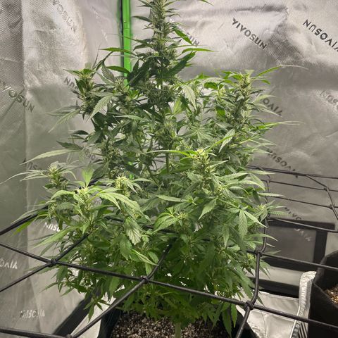 Cookies growlog photo: Added school net. Watered/ nutrients for Royal cookies. 