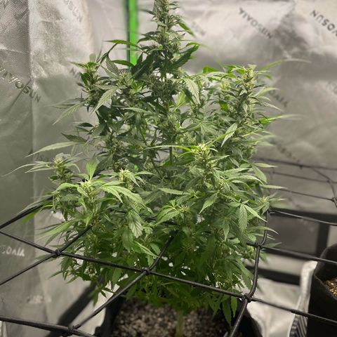 Cookies growlog photo: Added school net. Watered/ nutrients for Royal cookies. 