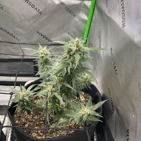 Cookies growlog photo: Added school net. Watered/ nutrients for Royal cookies. 