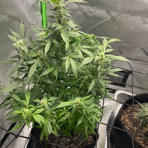 Cookies growlog photo: Added school net. Watered/ nutrients for Royal cookies. 