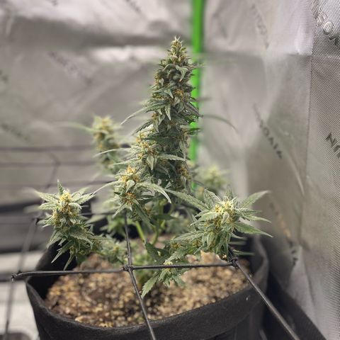 Cookies growlog photo: Added school net. Watered/ nutrients for Royal cookies. 