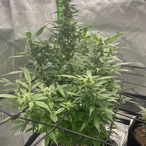 Cookies growlog timeline photo