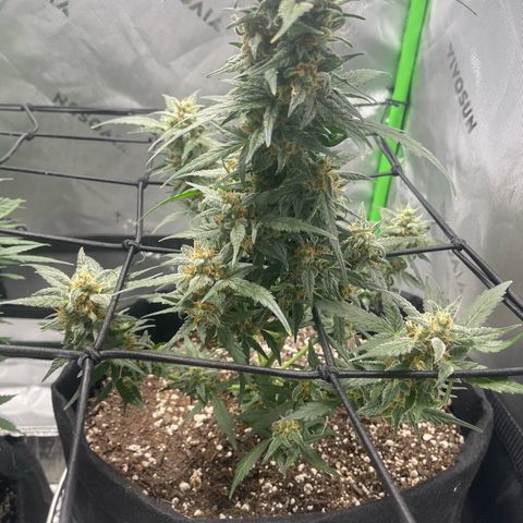 Cookies growlog timeline photo