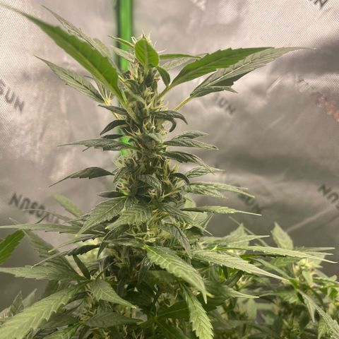 Cookies growlog timeline photo
