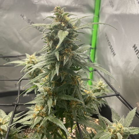 Cookies growlog timeline photo