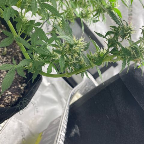 Cookies growlog timeline photo