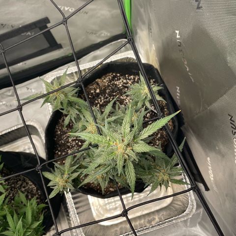 Cookies growlog timeline photo