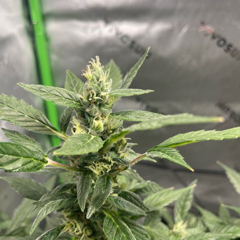 Cookies growlog timeline photo