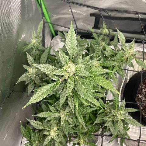Cookies growlog timeline photo