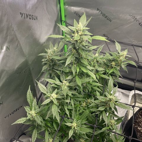 Cookies growlog timeline photo