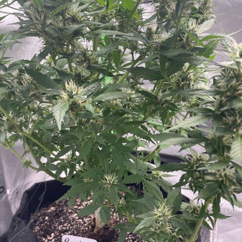 Cookies growlog timeline photo