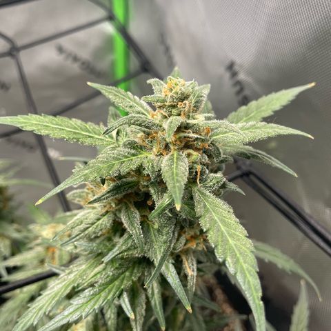 Cookies growlog timeline photo