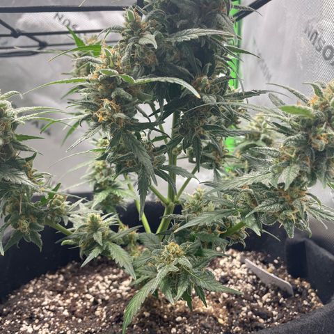 Cookies growlog timeline photo