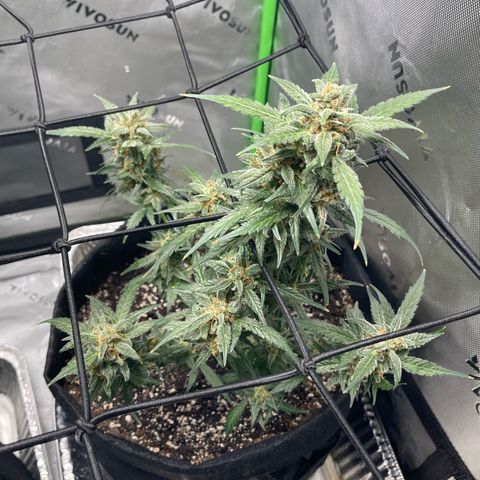 Cookies growlog timeline photo