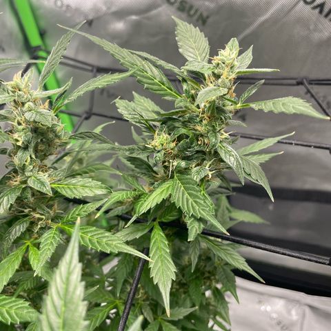Cookies growlog timeline photo