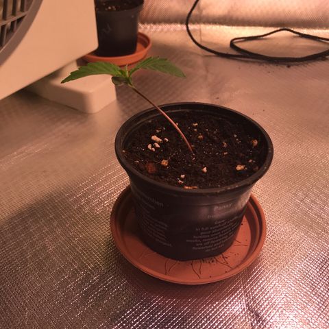 Clementine growlog timeline photo