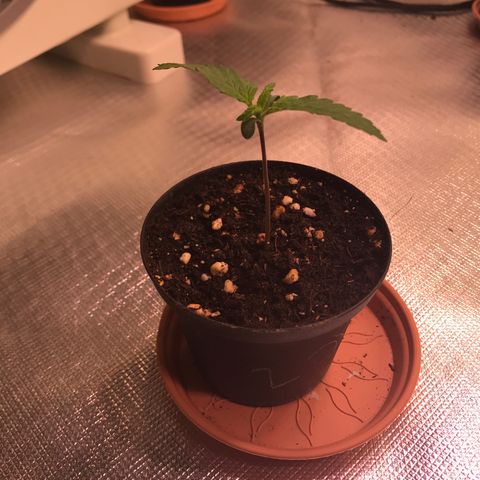 Mimosa x Orange Punch II growlog timeline photo