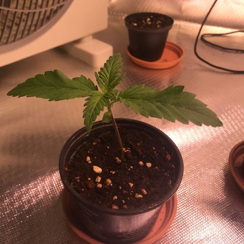 Clementine growlog timeline photo