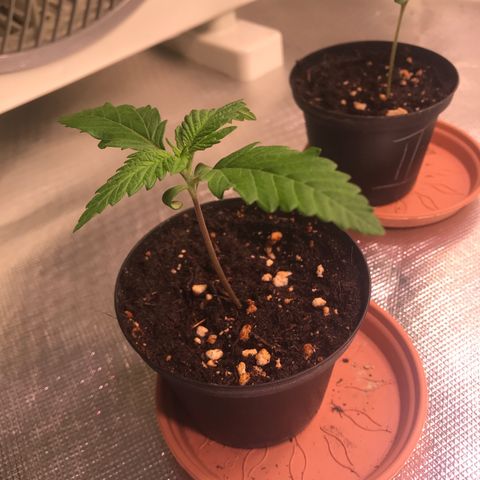Mimosa x Orange Punch II growlog timeline photo