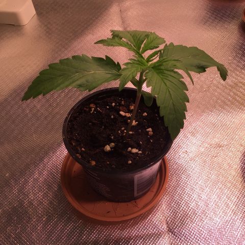 Clementine growlog timeline photo