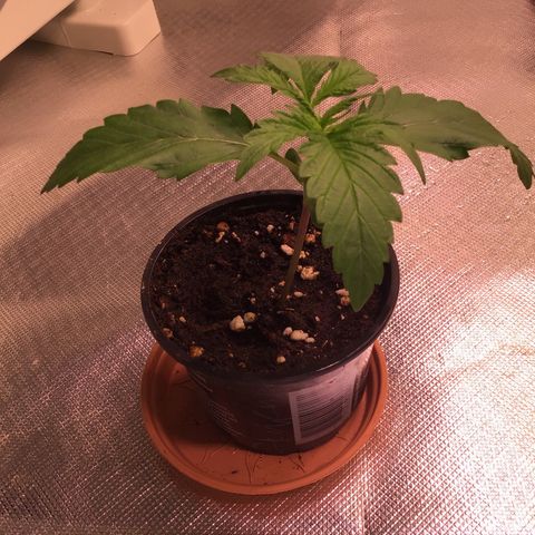 Clementine growlog timeline photo