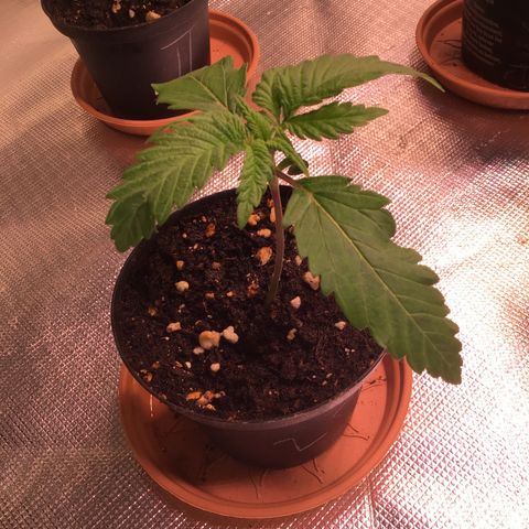 Mimosa x Orange Punch II growlog timeline photo