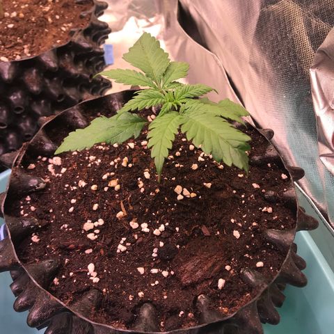 Mimosa x Orange Punch II growlog timeline photo