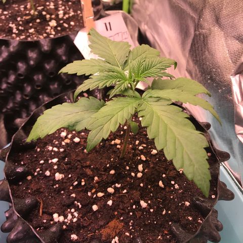 Clementine growlog timeline photo