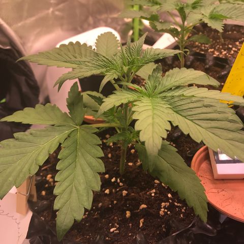 Clementine growlog timeline photo