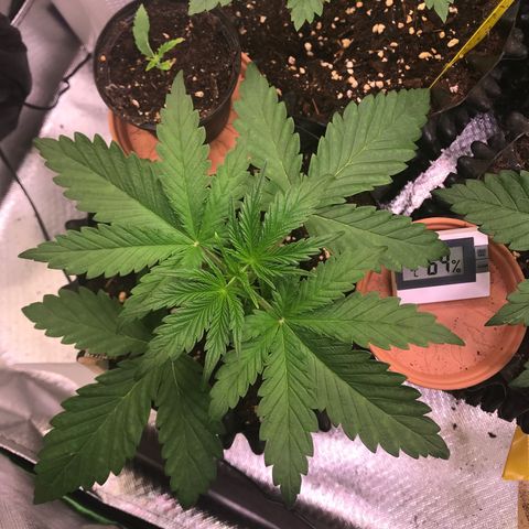Clementine growlog timeline photo