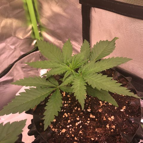 Mimosa x Orange Punch II growlog timeline photo