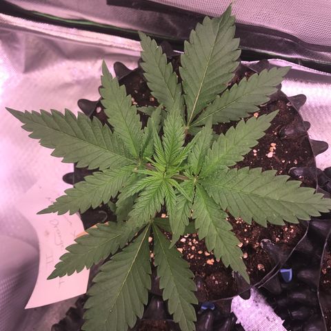 Mimosa x Orange Punch II growlog timeline photo