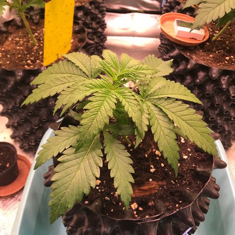 Mimosa x Orange Punch II growlog timeline photo