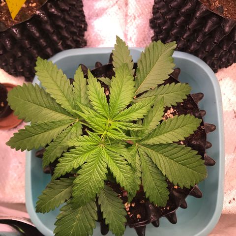 Mimosa x Orange Punch II growlog timeline photo