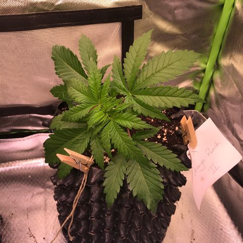 Mimosa x Orange Punch II growlog timeline photo