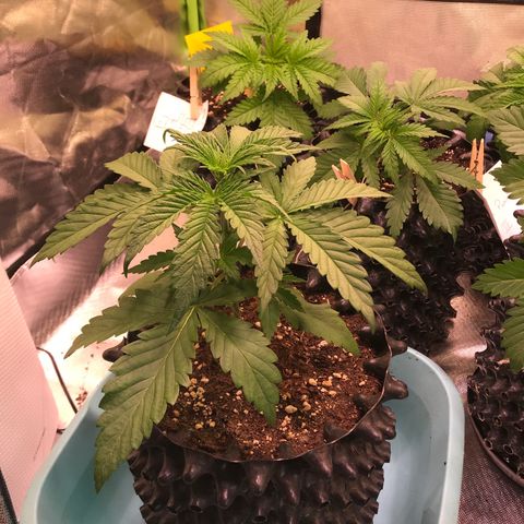 Clementine growlog timeline photo