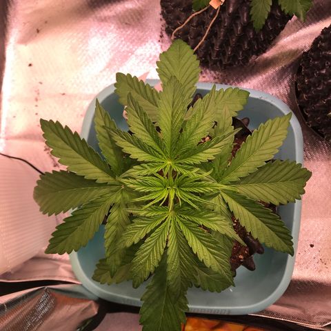 Clementine growlog timeline photo